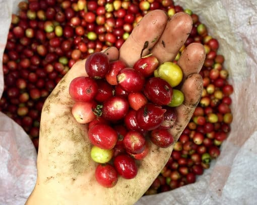 A handful of bright red coffee beans